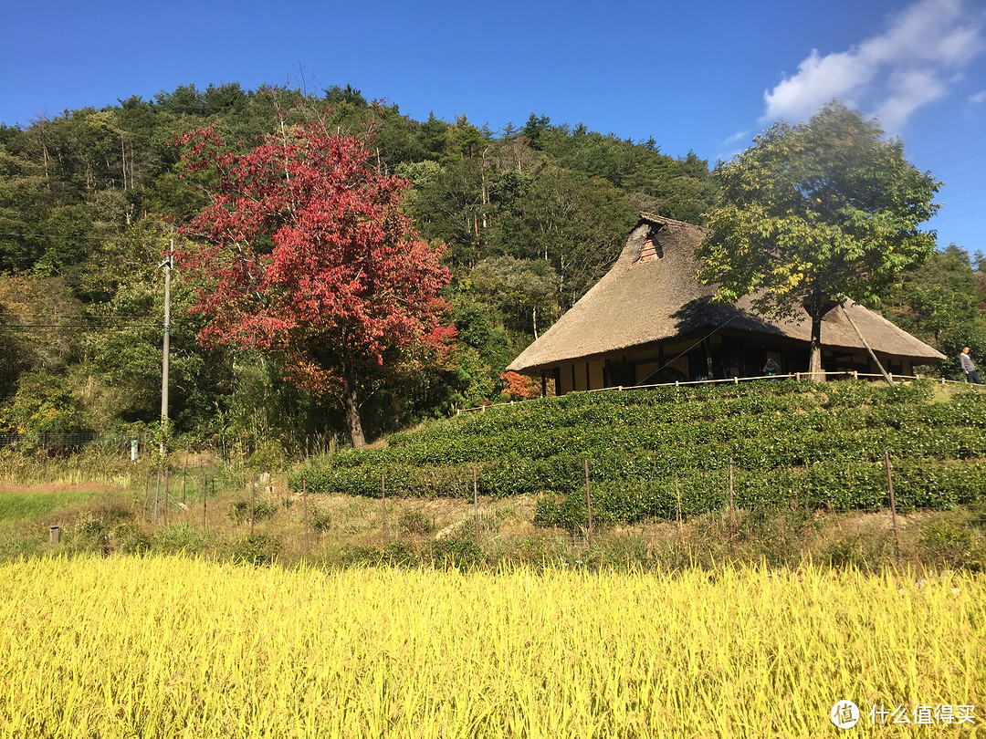 日本大阪和奈良自由行：来一次没有买买买只有体验风土人情的旅行吧~