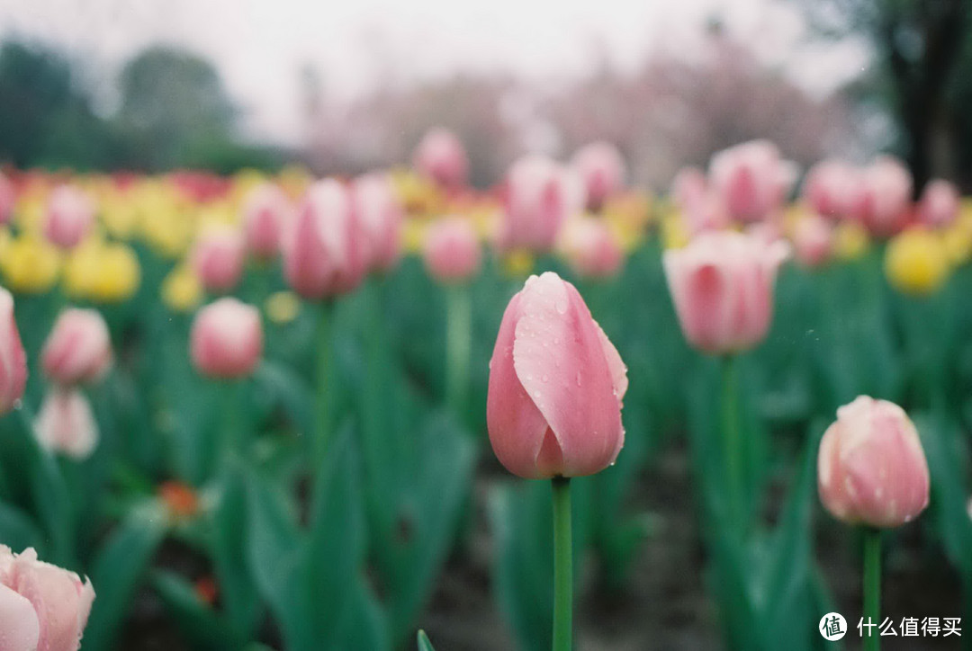 跨越一个时代需要智慧，重回一个时代需要勇气 — Nikon FE2小记