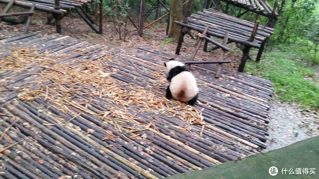 抗战纪念日的大熊猫之旅