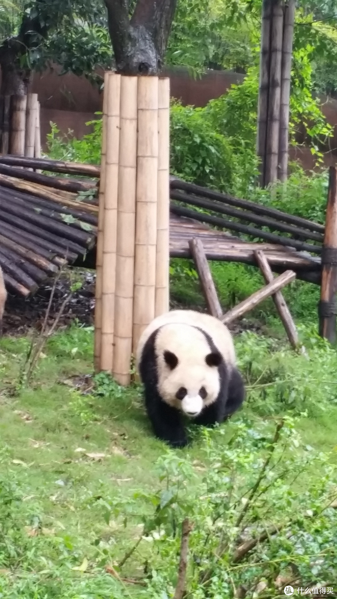 抗战纪念日的大熊猫之旅