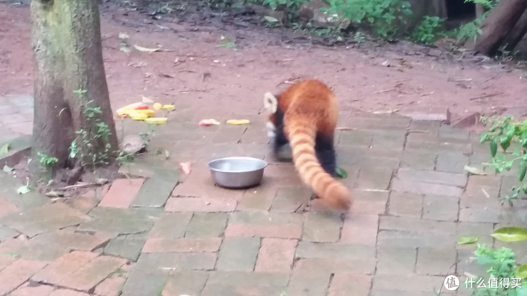 抗战纪念日的大熊猫之旅