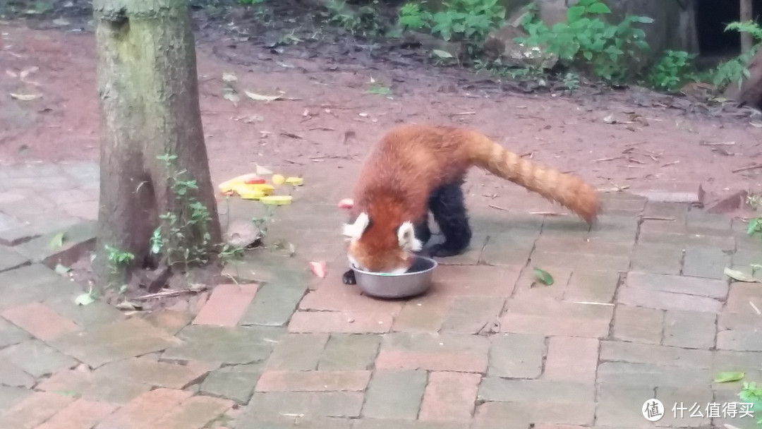 抗战纪念日的大熊猫之旅