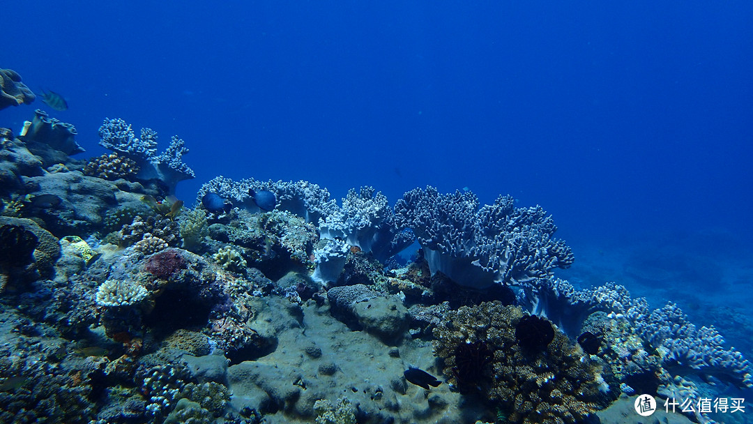 潜水爱好者：OLYMPUS 奥林巴斯 TG-4  加潜水壳使用体验