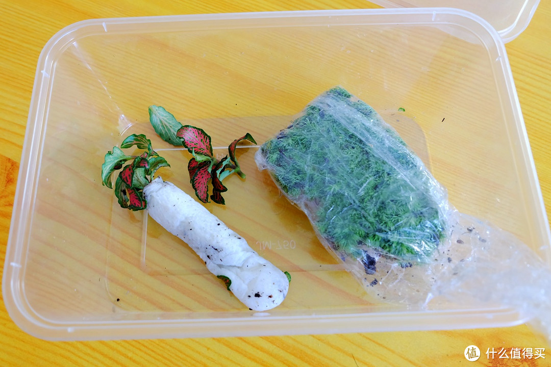 续XA2众测后，Marimo海藻球、苔藓大号瓶、3件微景观小开箱晒物