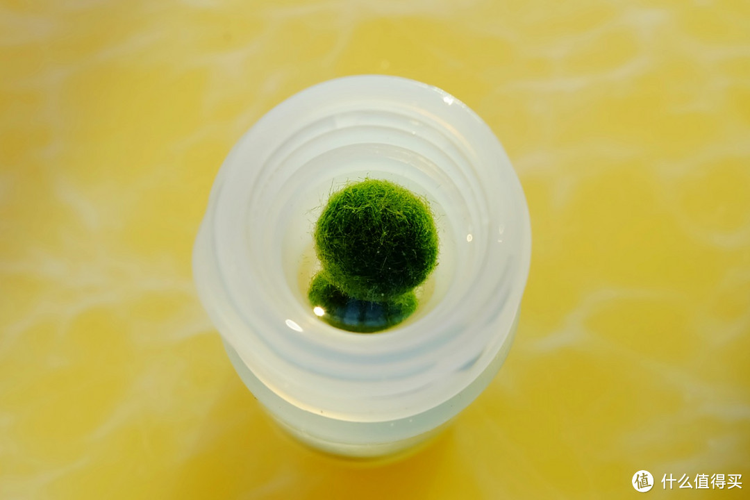 续XA2众测后，Marimo海藻球、苔藓大号瓶、3件微景观小开箱晒物