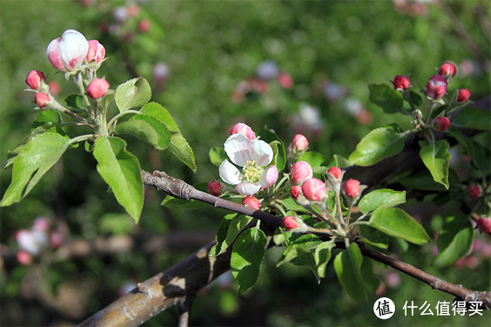 春天，在苹果树含苞待放时候拍的。