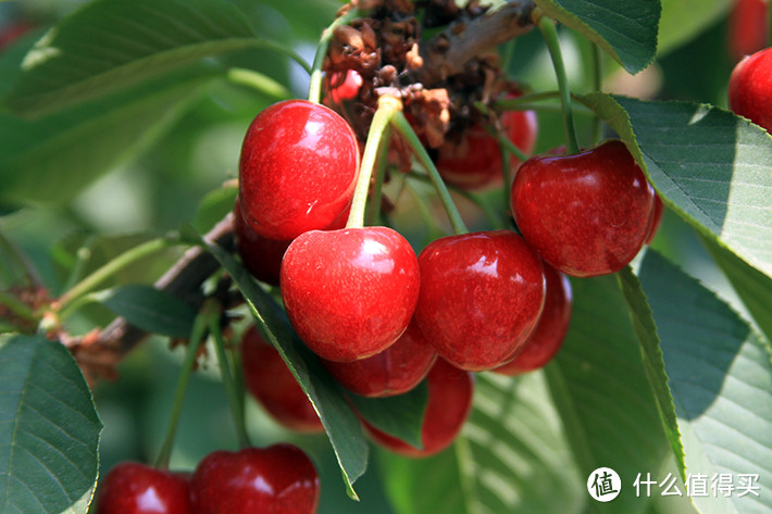 樱桃是早春补贴家用的好果树，因为它是早春第一果
