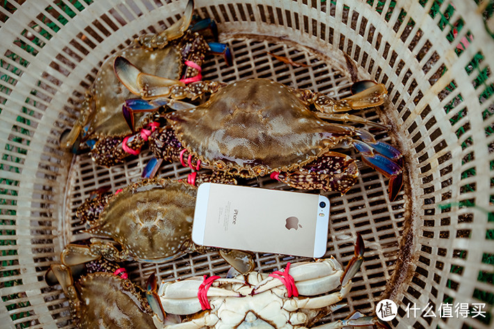 比iPhone5s还要大的梭子蟹，称了一下9两，这只蟹子几张毛爷爷？
