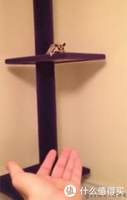 一个蜜袋鼯奴的自我养成