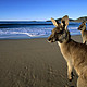 澳大利亚旅游工作签证（WHV）申请之路