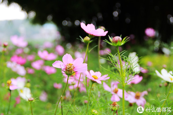 深圳旅行游记 | 深圳有哪些好玩的地方_什么值
