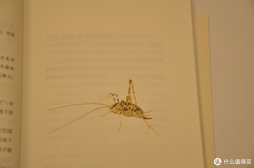 浮躁城市中的清新：《东京昆虫物语》
