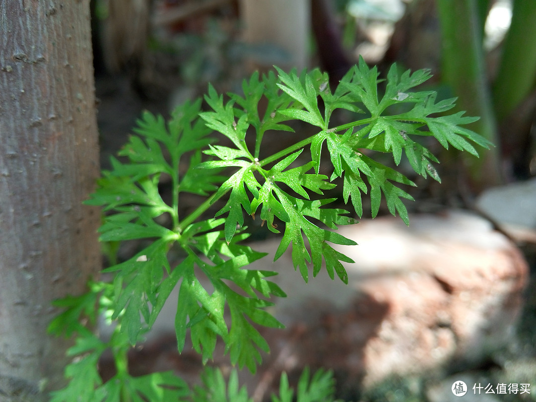 不到一千块的Timberland 添柏岚 10061 大黄靴， 内有喵星人福利