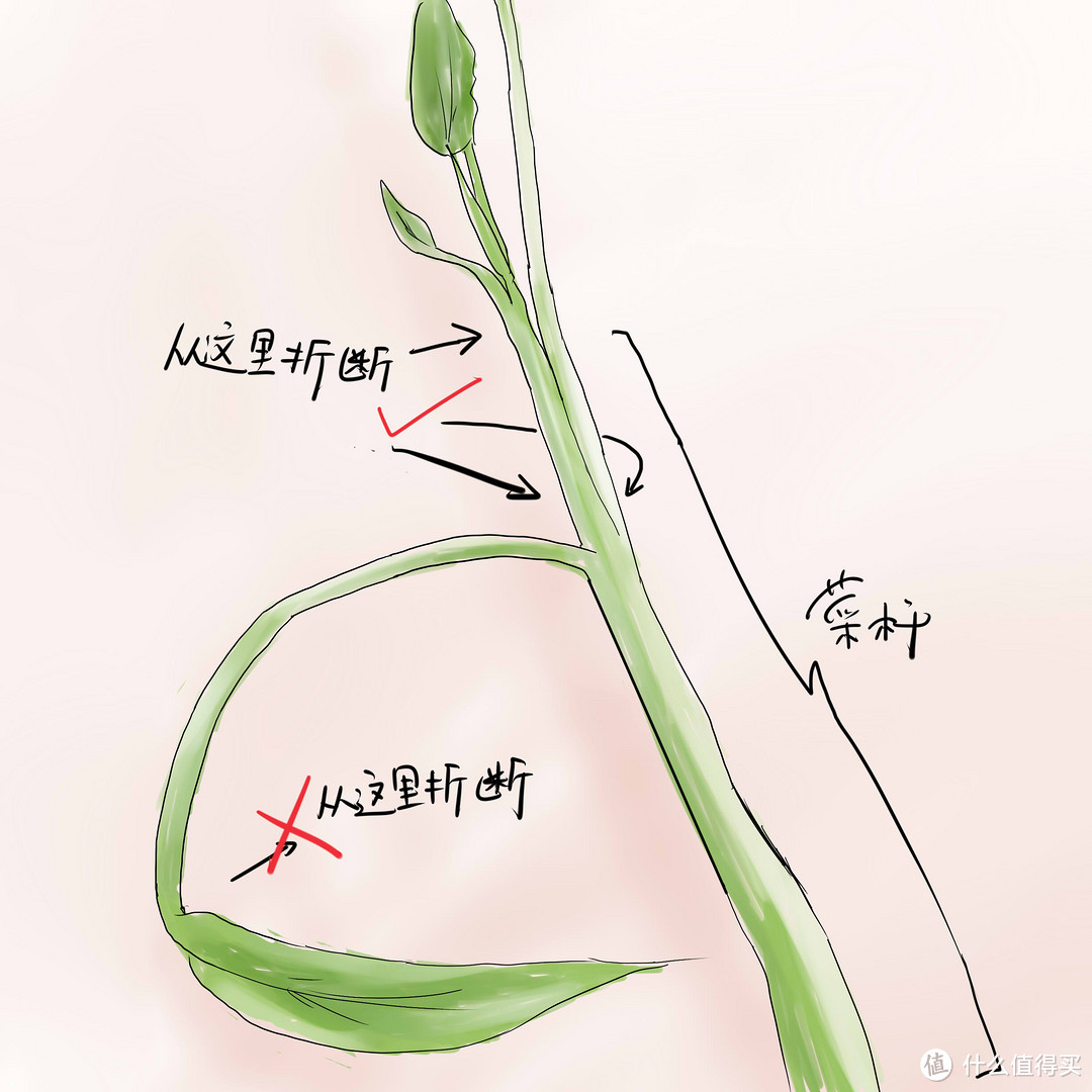 减肥吃货的福音—用空心菜撑起一桌晚餐