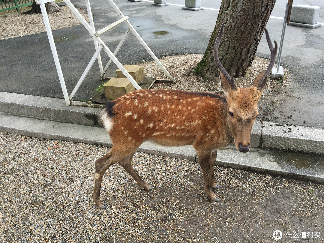 蜜月日本走起之行前和大阪