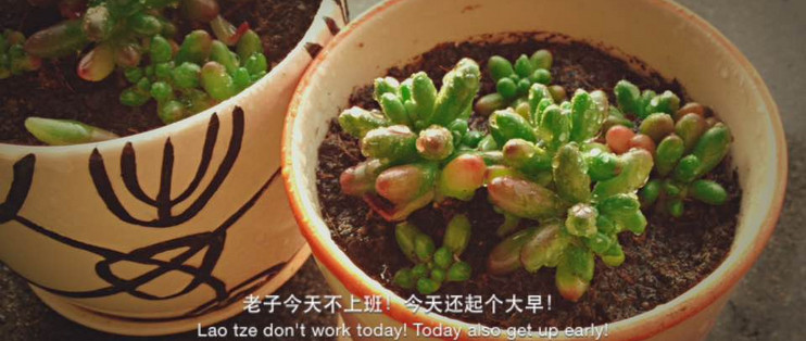 多肉植物养殖窍门 多肉植物怎么养 什么值得买