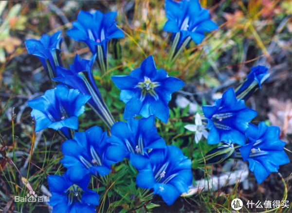 香调:木质香调 前味:橙花,佛手柑 中味:龙胆,木质香,鸢尾 后味:柏木