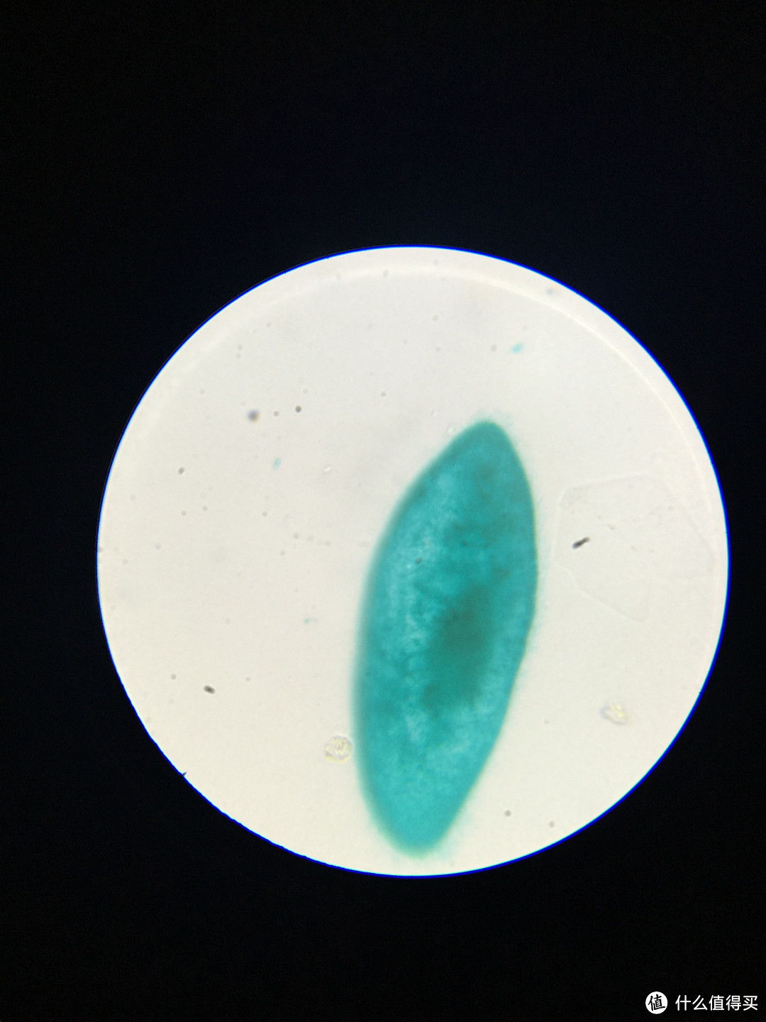 微观世界，科研狗的晒单：SAGA 萨伽 XSP-35 光学生物显微镜