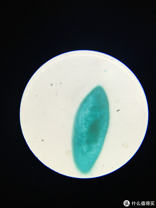 椴树茎横切(一堆筛管和导管) 草履虫(前两张是电子目镜下拍摄的,后一