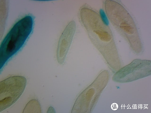 微观世界，科研狗的晒单：SAGA 萨伽 XSP-35 光学生物显微镜