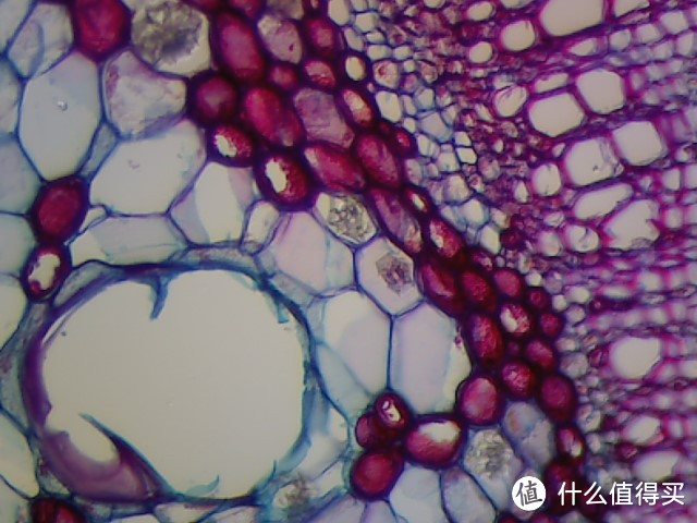 微观世界，科研狗的晒单：SAGA 萨伽 XSP-35 光学生物显微镜