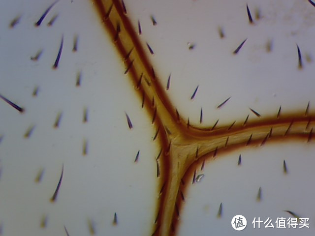 微观世界，科研狗的晒单：SAGA 萨伽 XSP-35 光学生物显微镜