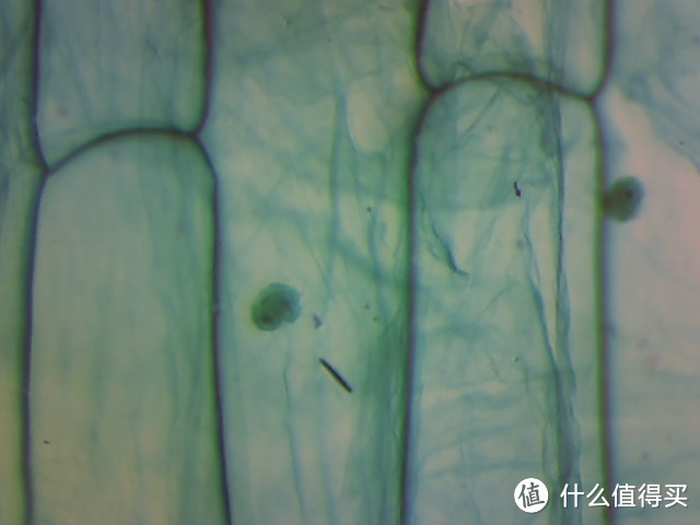 微观世界，科研狗的晒单：SAGA 萨伽 XSP-35 光学生物显微镜