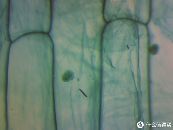 椴树茎横切(一堆筛管和导管) 草履虫(前两张是电子目镜下拍摄的