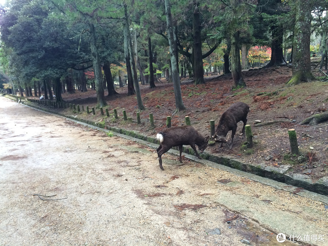 霓虹之旅day2——奈良篇