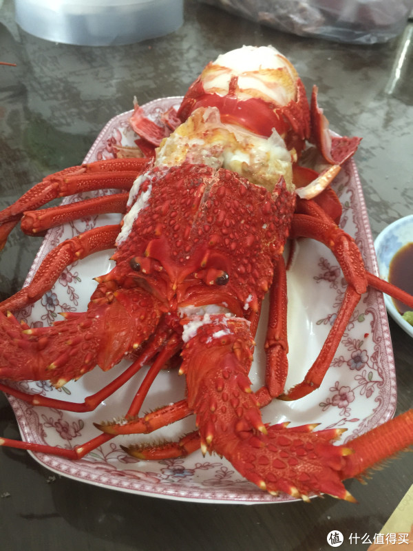 一只澳龙的复仇历险记(附带痛风家属的友情提示)