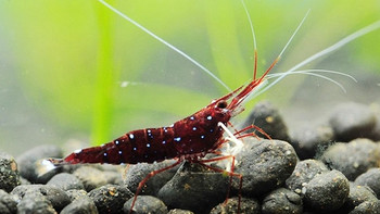 追忆当年玩过的水族小生态 篇二：苏拉威西虾 