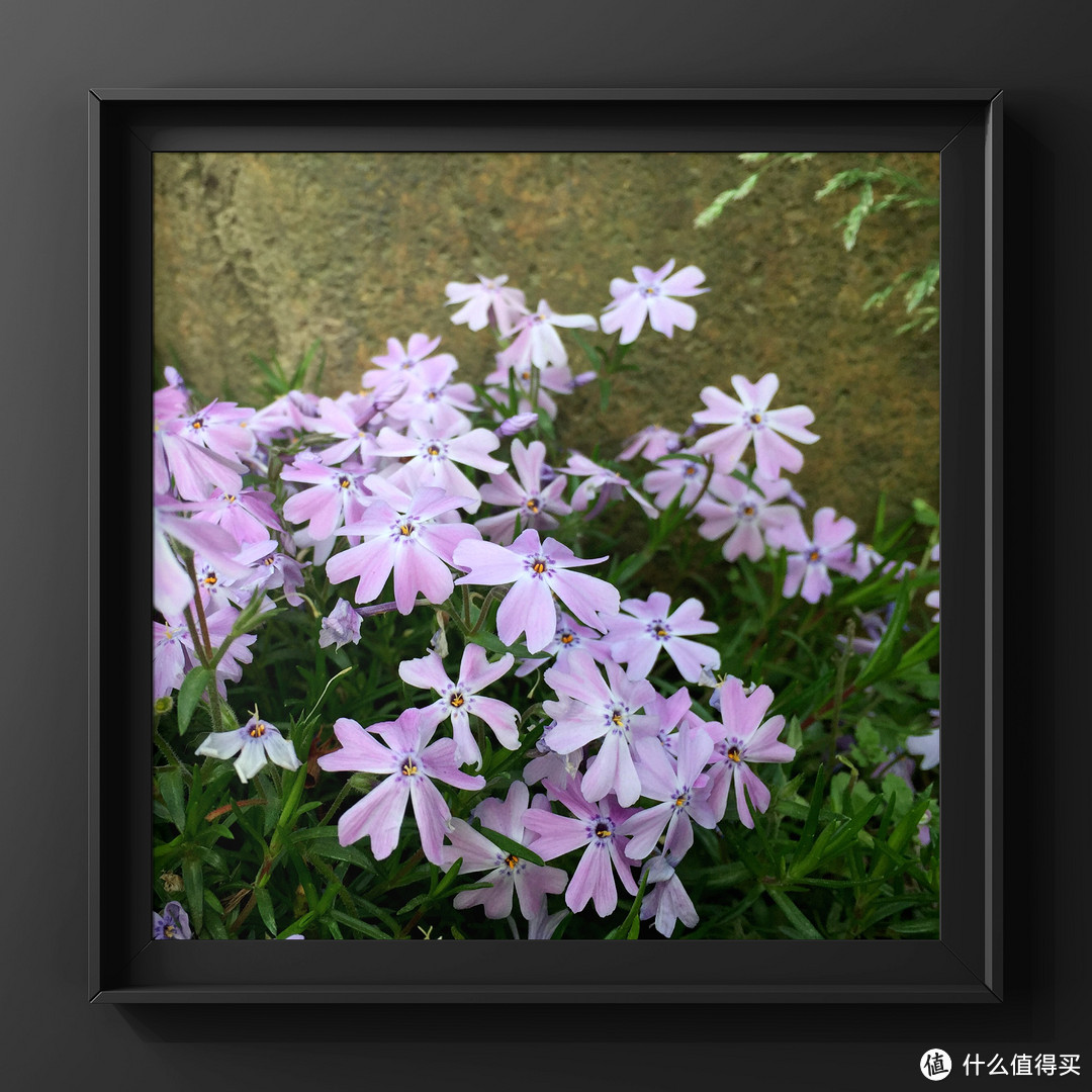 镜从心——我的2015影像记录(花草篇)