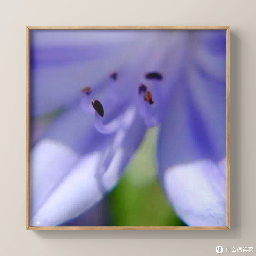 镜从心——我的2015影像记录(花草篇)
