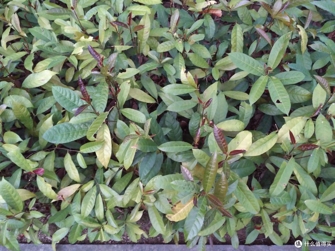 MI 小米 红米3 开箱轻体验