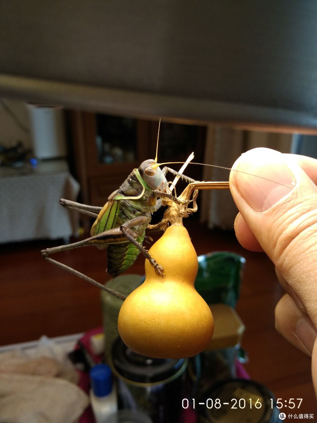 第一次亲密接触葫芦虫具