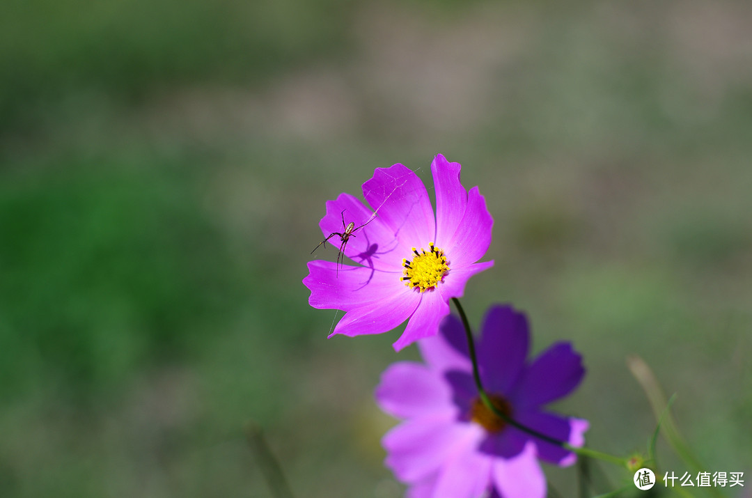 PENTAX-M50mm/1.4体验——年过30的老镜头