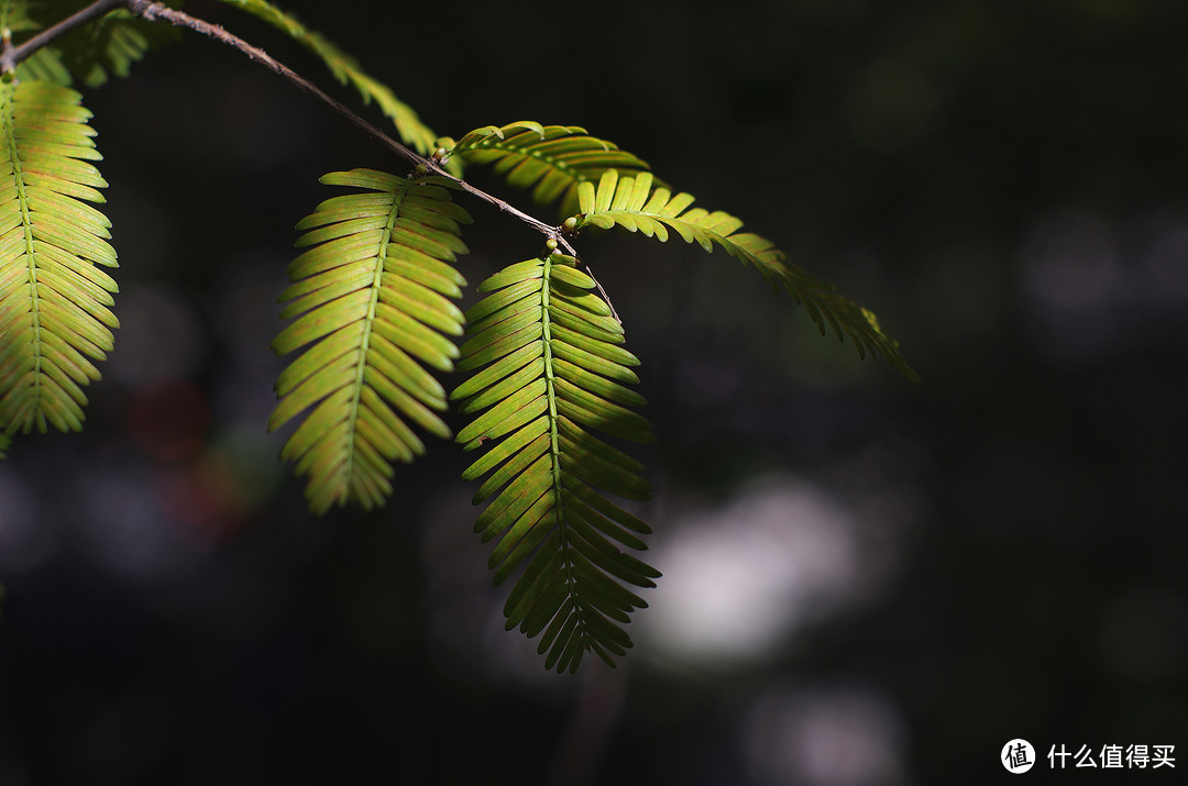 PENTAX-M50mm/1.4体验——年过30的老镜头