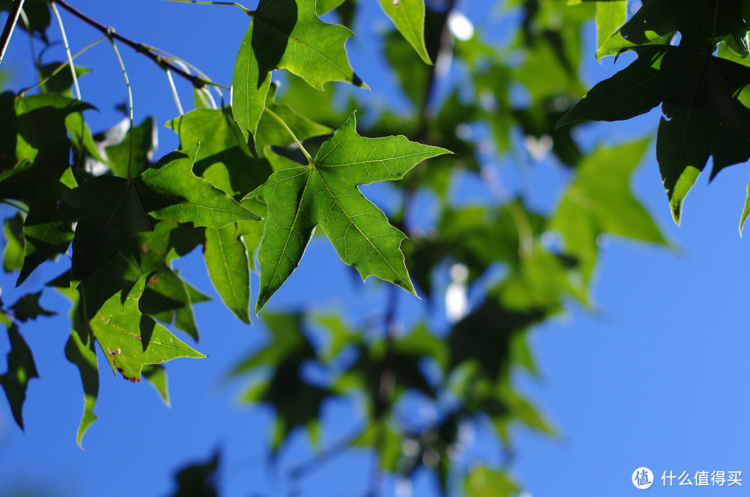 PENTAX-M50mm/1.4体验——年过30的老镜头