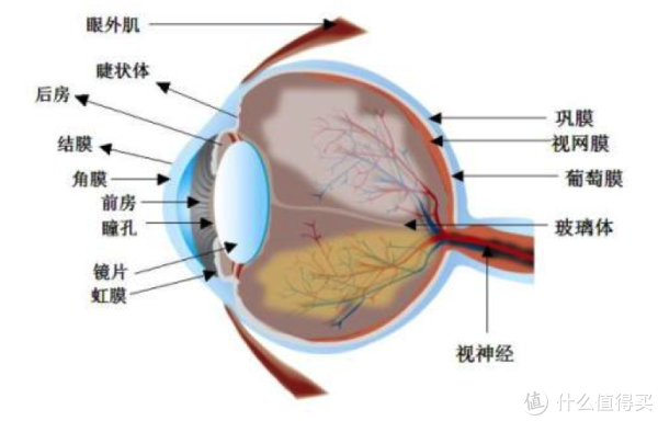 守护单身狗硬盘的那盏灯:论一个单身加班混血汪如何选择一款读屏灯