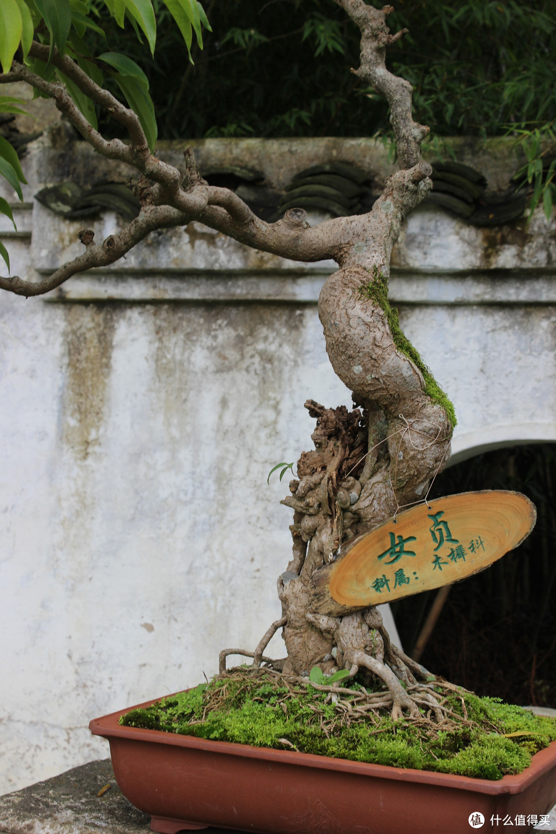 雾气湿衣裳，饮酌那秋黄—记贵州自驾三日游