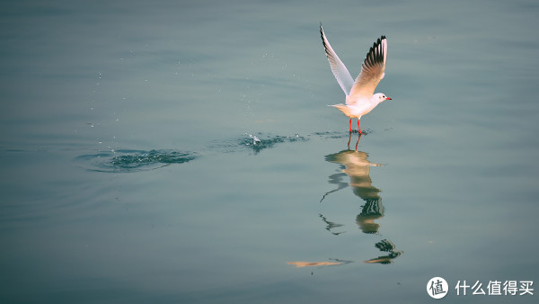 #本站首晒# Nikon 尼康 D4s 旗舰单反 试用感悟