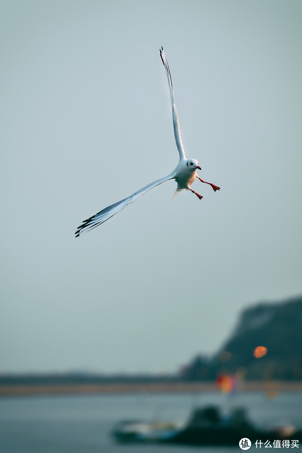 #本站首晒# Nikon 尼康 D4s 旗舰单反 试用感悟