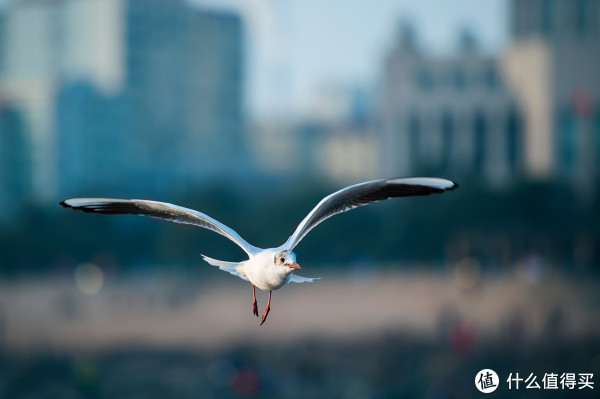 #本站首晒# Nikon 尼康 D4s 旗舰单反 试用感悟