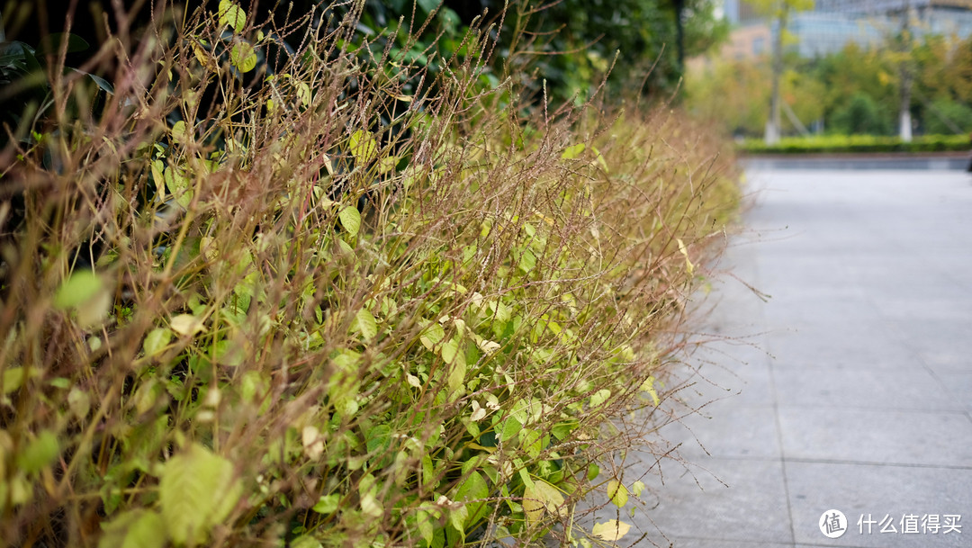 富士Super EBC XF 23mm f/1.4 R