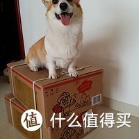 柯基养成记：一个狗奴的心酸与幸福