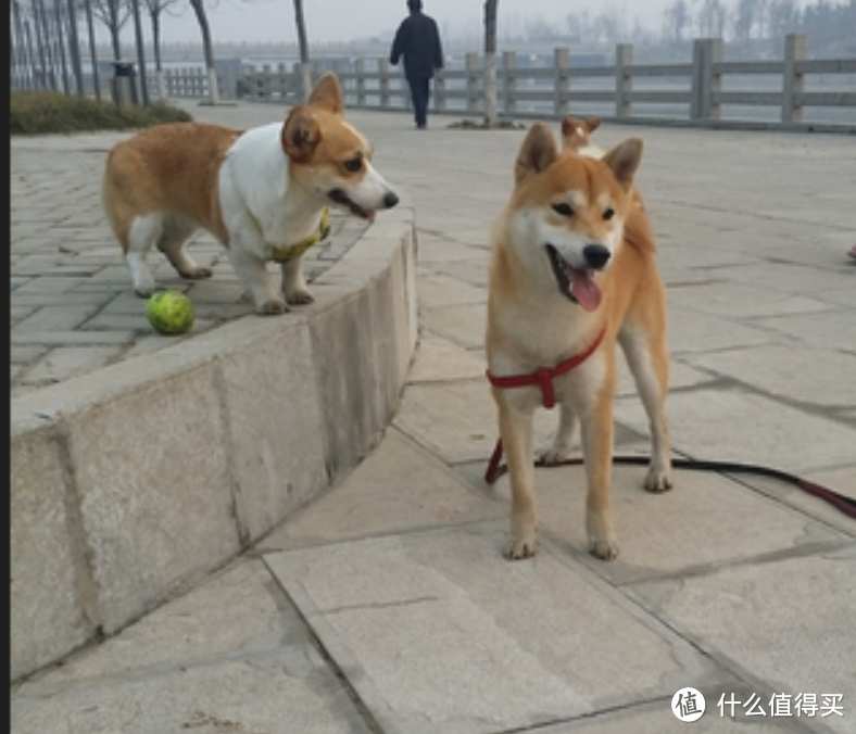 柯基养成记：一个狗奴的心酸与幸福