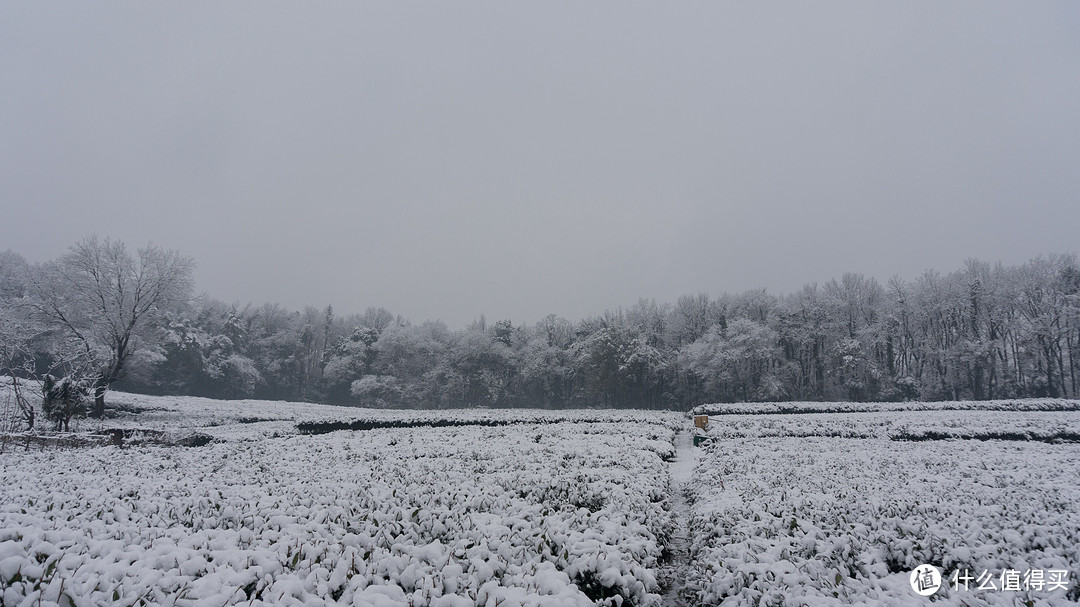 腊月时节，探雪西湖岸