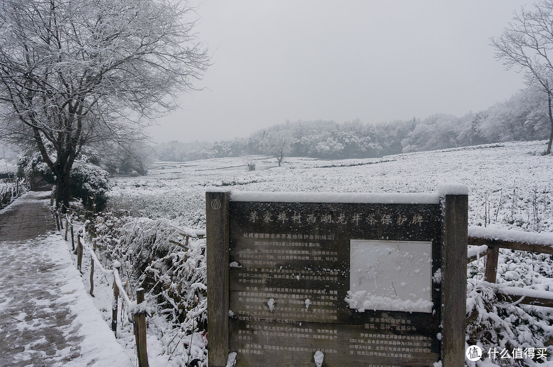 腊月时节，探雪西湖岸