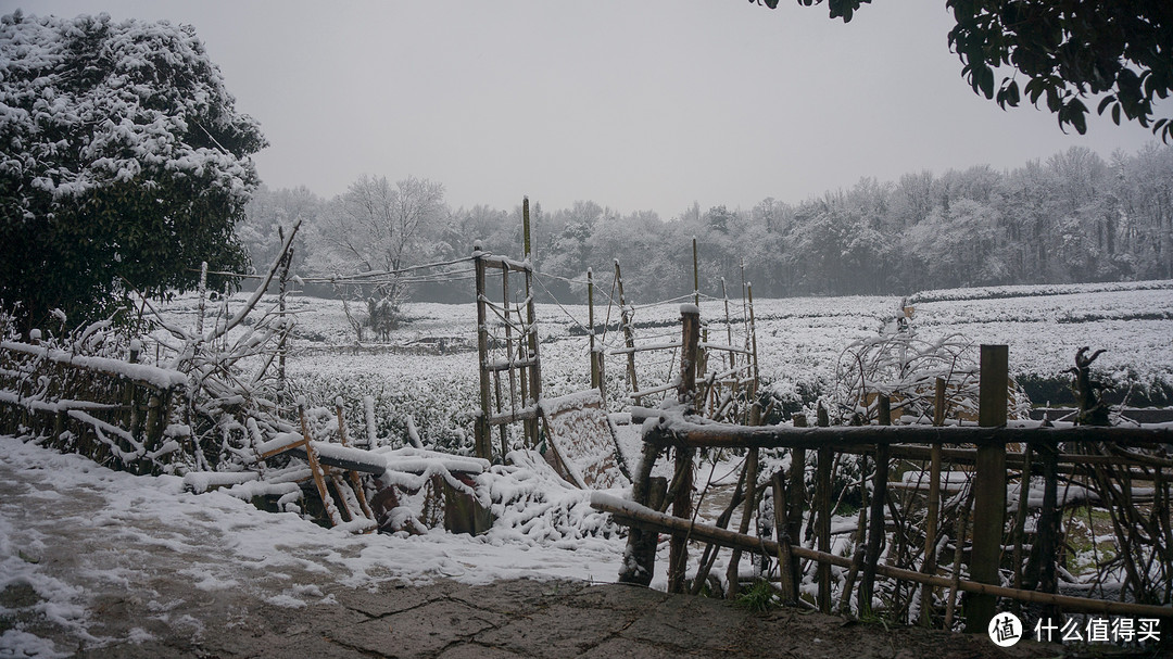 腊月时节，探雪西湖岸