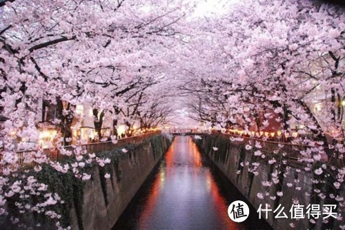专题：一期一会——日本“花见会”带你尽享樱花魅力